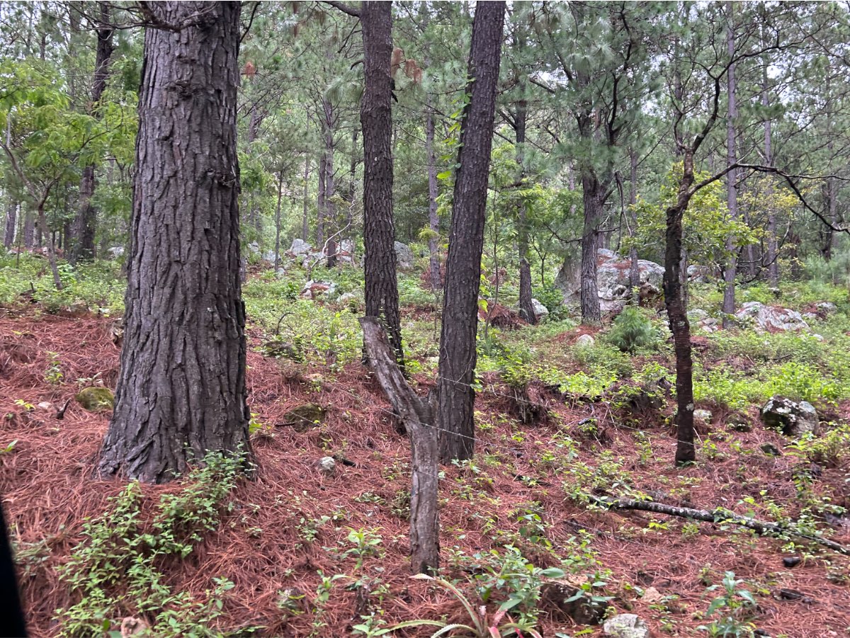 Bosque de pinos con sotobosque en una zona rural