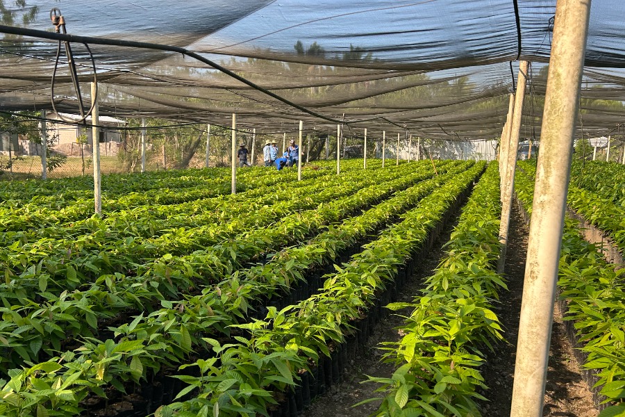 Vivero de plántulas bajo polisombra